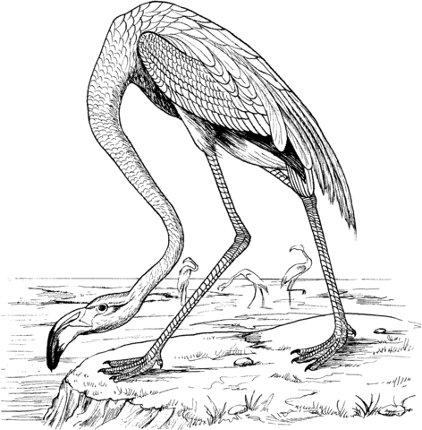 Flamingo In The Lake Coloring Page